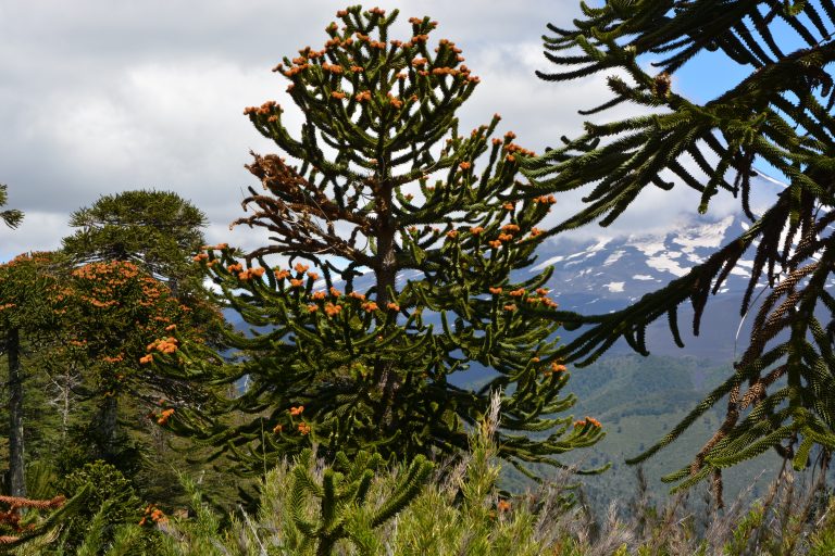 Conguillo national park (Temuco)